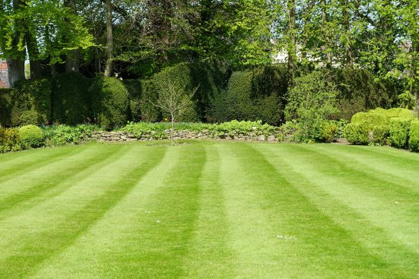 Cost of Grass Care Service in Snohomish