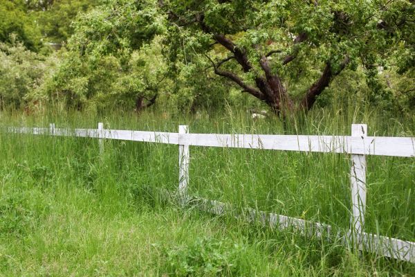 Cost of Fence Line Trimming in Snohomish